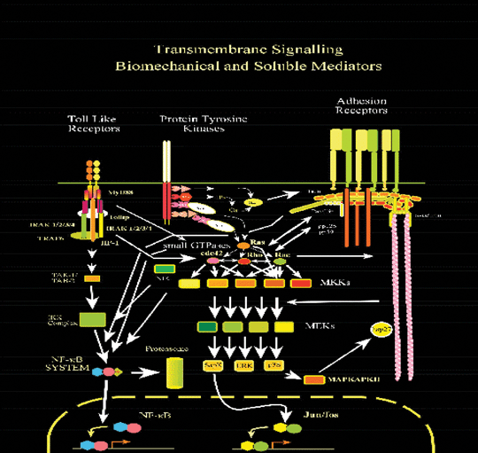 The whole inflammatory network, including NF-kB to the left, GTP-ases and the MAP kinase cascade in the centre and structural components involved in mechano-transduction to the right. [Qwarnstrom private communication].