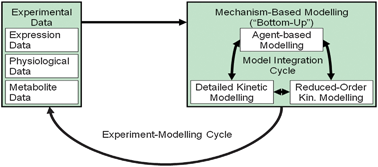 Experiment-modelling cycle.
