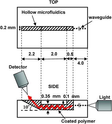 Optofluidic chip design for liquid concentration measurement. The optofluidic chip is filled with liquid and a white light probe is coupled to the entrance facet of the waveguide. The light transmitted by the waveguide propagates inside the microfluidic channel and is then reflected at the tilted wall of the left reservoir, where the absorption spectra of liquids are measured.