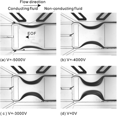 The interfacial shape of the micro optofluidic bi-concave lens in focusing mode at different electric fields and fixed flow rates. The flow rates of the core stream and the cladding stream are all 0.5 ml h−1: (a) −5000 V; (b) −4000 V; (c) −3000 V; (d) 0 V.