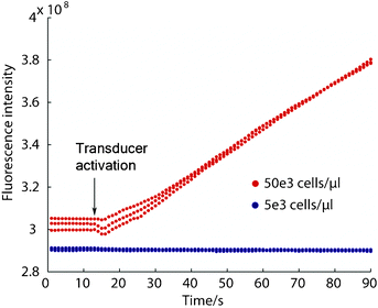 Enrichment of E. coli is possible at elevated concentrations (red traces) while at lower concentrations no trapping occurs (blue traces). A transition from trapping to streaming behavior is observed when decreasing the concentration, analogous to the concentration dependence that was shown with the polystyrene beads.