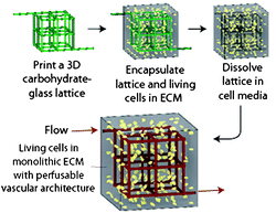 Schematic overview of vascular network generation by carbohydrate network 3D printing, encapsulation within cell-containing hydrogels, and subsequent lattice dissolution. Figure reprinted with permission from the Nature Publishing Group from Miller et al.2