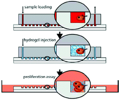 Schematic of the experimental procedure. The sample is first flushed through the chip and the CTCs are captured, then the chip is washed and the hydrogel is injected, and finally the gel-encapsulated cells are transferred to cell culture conditions. Figure reprinted with permission from the Royal Society of Chemistry from Bichsel et al.6