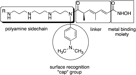 Model for design of polyamine-based HDAC inhibitors.