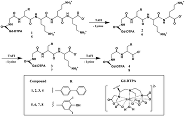 Bioactivated Gd3+ contrast agents: a Gd3+ chelate is coupled to an HSA binding moiety that is masked by an HSA shield group. Enzyme activation releases the shielding group and promotes HSA binding (adapted from ref. 85).