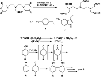 (Top) Synthesis and structures of compounds 1 and 2. (Bottom) Scheme of oxidoreductase-mediated reaction of phenol oligomerization (adapted from ref. 87).
