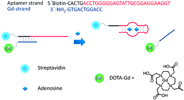 Scheme of the design of the adenosine-responsive MRI contrast agent based on DNA aptamer (reproduced from ref. 90 with permission from the Royal Society of Chemistry).