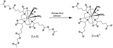 Schematic of activation by porcine liver esterase (adapted from ref. 84).