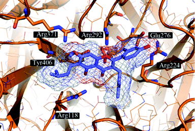 
            Artocarpin (45) (carbons lavender, oxygens red) docked to a representative frame of the MD simulation of influenza NA. The docking pose suggests the formation of hydrogen bonding interactions with several Arg and Glu residues present in the binding site. Hydrophobic contacts are formed with Arg224 and Tyr406.
