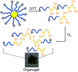 Organogel formed after DTT cleavage of star 1aH to form P(ZLL-b-LC), followed by oxygen-induced gelation.