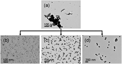 Representative TEM images of a zwitterion-modified ternary Au NP mixture before and after size-selective separation: (a) 4/16/70 nm ternary Au NP mixtures and separated (b) 4, (c) 16, and (d) 70 nm Au NPs.