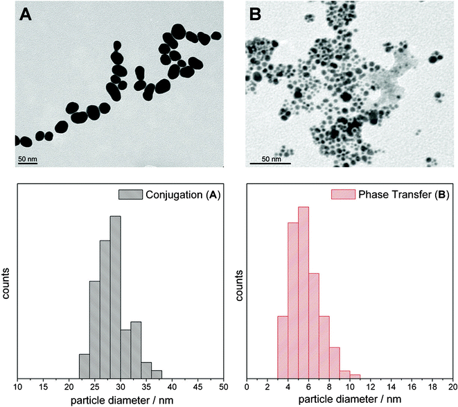 In the upper panels example TEM images and in the lower panels the respective histograms of the NPs obtained by conjugation (A) and phase transfer catalysis (B) are displayed. (A) Shows NPs of 30 nm mean diameter functionalized with Z907. In (B) colloids functionalized with Ru are shown. The mean diameter for the colloid in (B) is 6 ± 1.4 nm and thus much smaller than in the case of A, 28 ± 3 nm. The histograms of the particle diameter of the ruthenium dye coated NPs as derived from multiple TEM images are shown below.