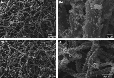 The decoration of (a and b) Pd and (c and d) Pt nanoparticles on polypyrrole-coated cellulose fibers, prepared using a low concentration of pyrrole (0.2882 M).