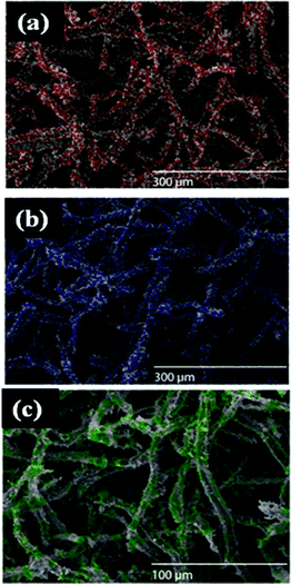 X-Ray mapping images of (a) Au (b) Pt, and (c) Pd nanostructures on polypyrrole-coated cellulose fibers. (Respective colour dots indicate presence of metal/metal salt.)