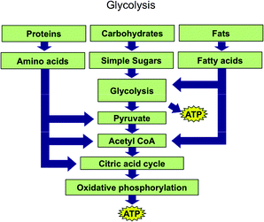 Glycolysis representation used in the first year biochemistry course coded as a schematic.