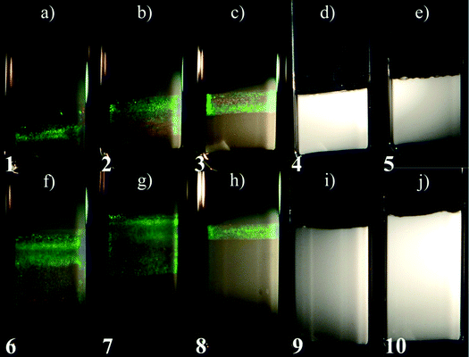 Mixed gibbsite/silica suspensions observed in white light illumination one year after the sample preparation with, from (a) to (e), 4 vol% of gibbsite and 2, 3, 5, 7, and 8 vol% of silica spheres; from (f) to (j), 8 vol% of gibbsite and 2, 3, 5, 7, and 8 vol% of silica spheres. White turbid layer at the bottom of the capillaries is the glass phase formed within one hour after the sample preparation. The columnar phase on top of it slowly formed during the next month and is identified by pronounced Bragg reflections in (a)–(c) and (f)–(h). Numbers at the bottom of the capillaries label the sample positions in the experimental phase diagram (Fig. 7a). Photographs of the mixtures were taken under different exposure times to bring out the iridescent colours of the columnar phase.