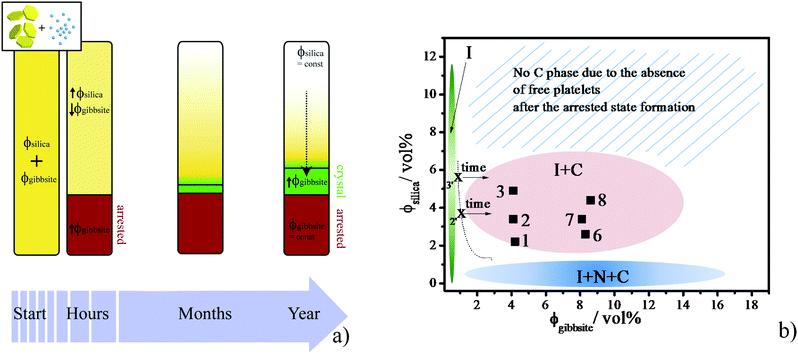 (a) Scheme showing how the volume fractions of silica spheres and gibbsite platelets change in a sample over time. First a split off of arrested state with a high concentration of platelets occurs, after which the isotropic top phase slowly evolves due to the sediments into an isotropic/columnar coexistence region. (b) Experimental phase diagram of aqueous gibbsite/silica suspensions on the time scale of a year with (green) I phase, (pink) the I/C phase coexistence and (blue) the I/N/C phase coexistence. Dashed line is an approximate boundary between the I phase and the I/C phase coexistence. Numbers label the samples as presented in Fig. 2 at their initial volume fractions. The arrows schematically represent the change of gibbsite vol% of the top phase after formation of the arrested phase, as it gets quenched from the I phase to the I/C coexistence region due to gravity.