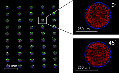 Pictures of inkjet printed LC laser droplets on to a PVA film; (left) a regular array of droplets; (right) close up images (between crossed polarizers) of deposited droplets showing the rotationally invariant texture.