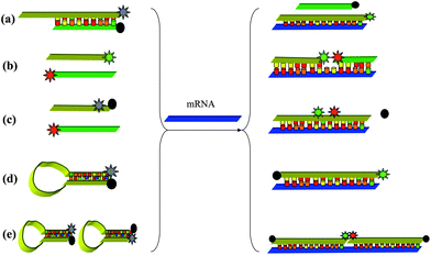 Hybridization probes for intracellular mRNA detection. (a) Competitive hybridization probes, (b) side-by-side probes, (c) quenched autoligation probes, (d) molecular beacon probes, (e) dual molecular beacon FRET probes.