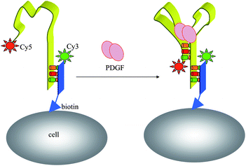 Fluorescent imaging of a cell-surface aptamer sensor for PDGF in cellular environments.