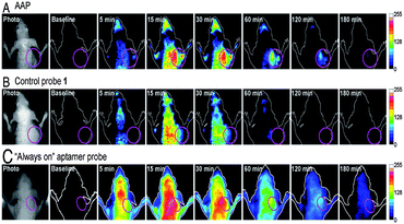 
            In vivo time-dependent fluorescence imaging of CEM tumors. CEM tumor-bearing nude mice were intravenously injected with (A) AAP, (B) control probe 1, and (C) the “always-on” aptamer probe, respectively. Adapted from ref. 103. Reprinted by permission from National Academy of Sciences, USA, copyright 2011.