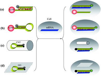 Strategies for living cell imaging of mRNA using (a) nano-flares, (b) hairpin DNA-coated AuNP, (c) probes–CNTs complex and (d) MBs–GO complex.