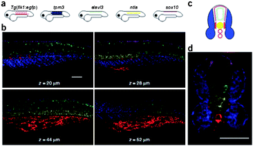 Multiplexed imaging in fixed whole-mount and cross-sectioned zebrafish embryos. (a) Expression atlas for five target mRNAs. (b) mRNA expression imaged using confocal microscopy at four planes within an embryo. (c) Expression atlas for five target mRNAs (anterior view). (d) mRNA expression imaged within a 200 μm zebrafish section using confocal microscopy. Adapted from ref. 84. Reprinted by permission from Nature Publishing Group, copyright 2009.