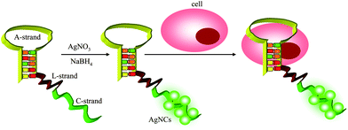 Schematic illustration of an one-step AgNCs–aptamer assembly as a luminescent label for tumor cells.