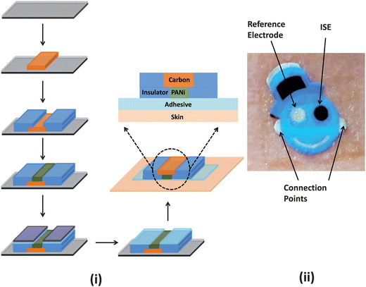 (i) Schematic representation of the fabrication protocol employed in the production of temporary transfer tattoo-based solid-contact ion-selective electrode (ISE) sensors. The sensor was prepared via a thick-film screen printing fabrication technique (only the carbon electrode (orange) and insulator (blue) are shown). The sensor is patterned onto a release agent-coated (grey layer) base paper (black). The carbon electrode is then modified with PANi followed by the application of the adhesive sheet. In order to transfer the tattoo, the protective sheet (purple) is removed from the adhesive layer (light blue) and then placed on the receiving substrate. (ii) Photograph of the tattoo ISE sensor illustrating the two electrodes and the connection points for the voltmeter.