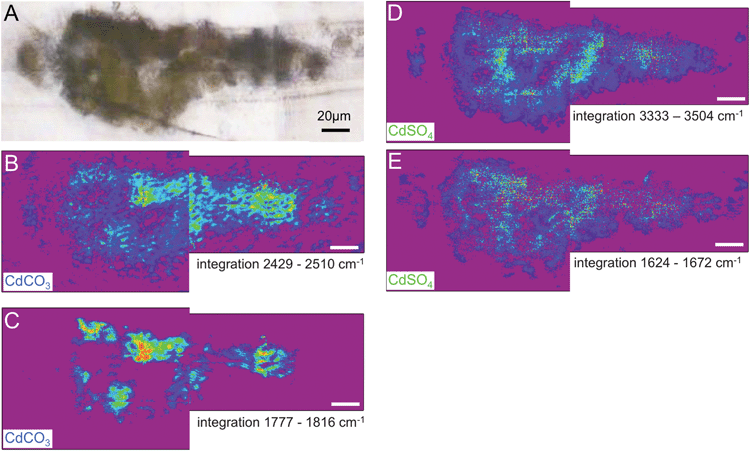 Results from S117: (A) visible light transmission image recorded at the IRENI beamline. Chemical images analogous to the results presented in Fig. 5 for S113 are shown. The chemical images (rainbow scale – purple/low – red/high) show the distribution of CdCO3 in (B) 2429–2510 cm−1 and (C) 1777–1816 cm−1 and the distribution of CdSO4 in (D) 3333–3504 cm−1 and (E) 1624–1672 cm−1. The white scale bar is 20 μm.