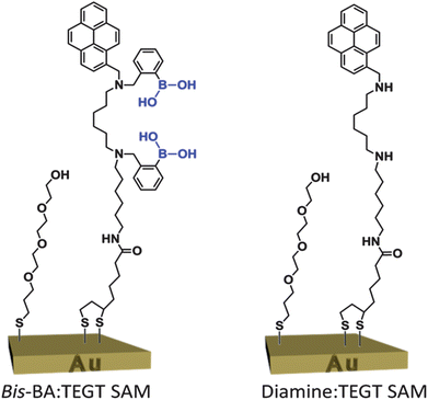 Two-component, mixed SAM from a bis-BA derivative and a TEGT-terminated thiol. The control two-component mixed SAM, diamine : TEGT SAM, lacks the phenylboronic acid moieties.