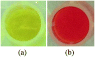 Reduced scale NQS colour testing performed in plastic micro-well plates on control reagent blank (a) and BZP HCl sample solution (b) at room temperature.