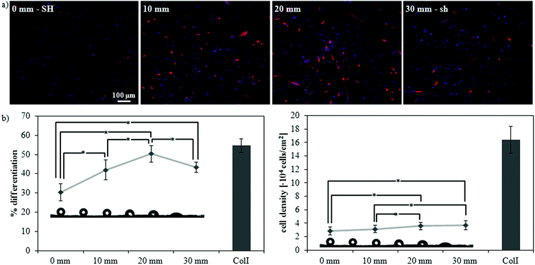 Myogenic differentiation along a gradient of wettability from superhydrophobicity (SH) to superhydrophilicity (sh). (a) Fluorescence staining of sarcomeric myosin-positive cells and cell nuclei at four different distances along the gradient: 0 mm (SH), 10 mm (hydrophobic, WCA ∼ 115°), 20 mm (hydrophilic, WCA ∼ 75°), and 30 mm (sh). (b) Myogenic differentiation (as determined by the percentage of sarcomeric myosin-positive cells) and cell density at different distances along the gradient. ColI indicates the collagen type I control; statistically significant differences between the samples (as determined by ANOVA) are indicated with * (p < 0.05); all samples are significantly different (p < 0.05) with respect to the control.