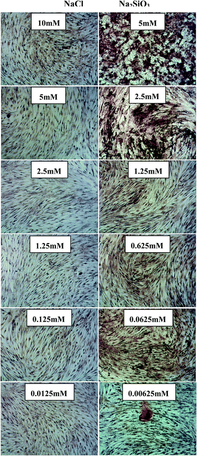 Alizarin Red S staining of BMSCs treated with different concentrations of NaCl (left column) and Na2SiO3 (right column). There is no obvious nodule formation and calcium deposition in NaCl group, however, Na2SiO3 increased nodule formation and slightly enhanced the calcium deposition in BMSC cultures.