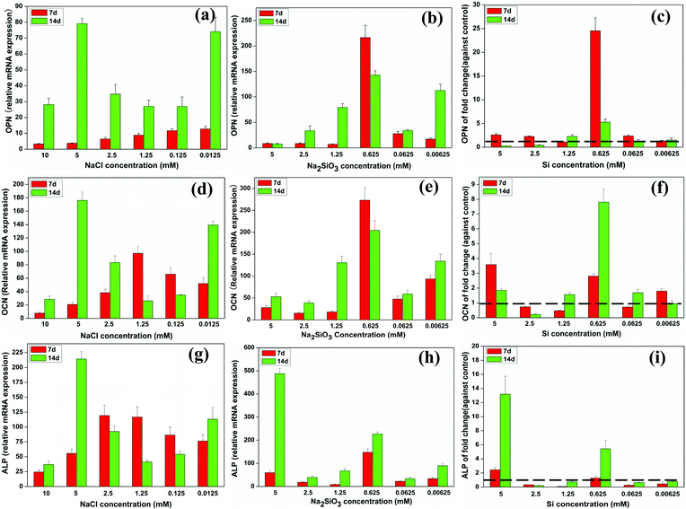 The expression of osteogenic genes of BMSCs cultured with a range of concentrations of NaCl (a, d, g) and Na2SiO3 (b, e, h). The effect of Si icon on osteogenic genes expression by comparing treatments with NaCl and Na2SiO3 (c, f, i). At both days 7 and 14, Si ions significantly enhanced OPN (c), OCN (f) and ALP (i) gene expression at a concentration of 0.625 mM (fold change > 1). The dotted line indicates a fold change of gene expression of 1 between NaCl and Na2SiO3 groups.