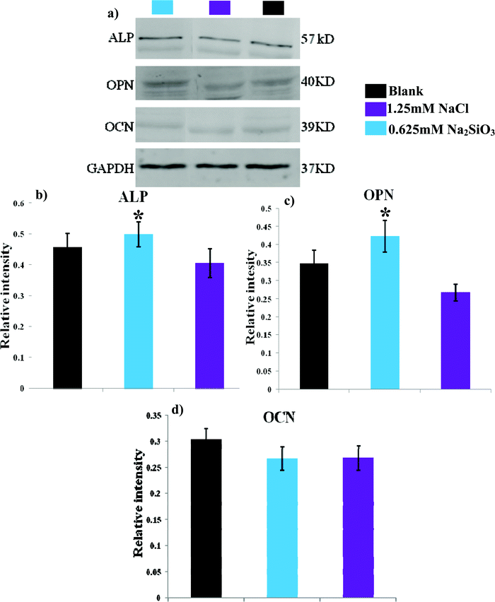 The western blotting analysis of bone-related protein of ALP, OPN and OCN expression of hBMSCs after 7 days cultured at the concentration of 0.625 mM Na2SiO3 and 1.25 mM NaCl. * indicates a significant difference (p < 0.05) between 0.625 mM Na2SiO3 and 1.25 mM NaCl group.