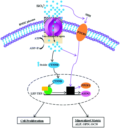 Schematic model depicting the effect of SiO32− on BMSCs differentiation.