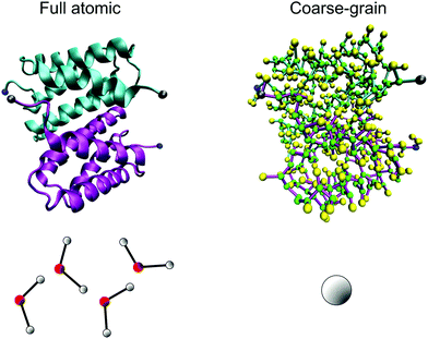 Coarse-grained representation of the N-terminal dimer model. By replacing the full atomistic representation (on left) of the protein and water with a residue-based bead model (on right, where several beads reflect one amino acid), much longer time-scales can be reached. In the coarse-grained model, the backbone is represented by a green bead and the side chain is represented by yellow beads. We highlight the N-terminal and C-terminal of each monomer by coloring them in blue and gray, respectively. Four water molecules are represented by a single bead in the coarse-grained model.