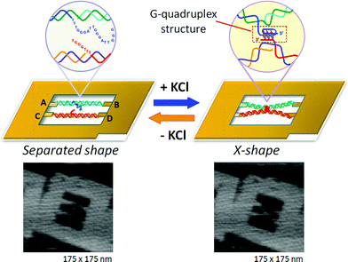 Visualization of G-quadruplex formation using the structural change of two dsDNAs placed in the DNA frame. In the presence of KCl, the separated state changes to the X-shape by connection at the center of two dsDNAs via G-quadruplex formation.