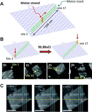 DNA motor moving on the DNA origami. (A) A motor-track (green ssDNAs) was constructed on the DNA origami and the movement of the DNA motor (red ssDNA) was examined. (B) Time-dependent movement of a DNA motor. (C) Stepwise movement of a DNA motor observed in real-time by high-speed AFM. Scale bar 50 nm.