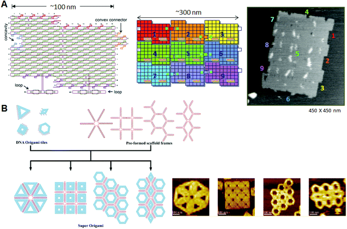 Programmed self-assembly of DNA origami. (A) Structure of DNA origami having a concavity and a convex connector; the structure is called a “DNA jigsaw piece” for 2D assembly. A 3 × 3 assembly of nine origami tiles and the AFM image of the assembly. (B) Programmed assembly of multiple DNA origami structures using the assistance of scaffold frames. Target assemblies and their AFM images are shown.