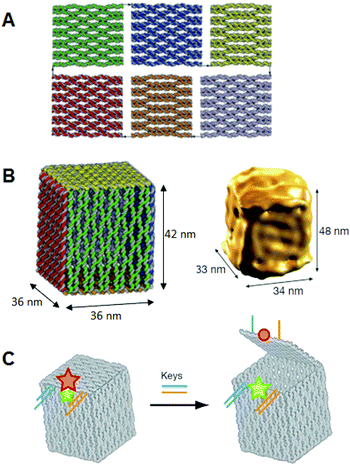 Design and construction of 3D structures from sequentially connected multiple rectangular plates. (A) DNA box structure by folding of six DNA origami rectangles using interconnection strands introduced at the edges of rectangles. (B) The DNA box model reconstructed from cryo-EM images. (C) Controlled opening of the box lid using selective DNA strands (key). Lid opening event was monitored by FRET.