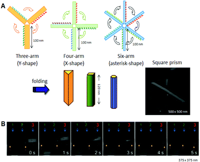 Design and construction of prism structures and observation of their opening events. (A) Construction of various hollow prism structures by folding of multiple rectangular arms with connection strands. The AFM image of the square prism structures. (B) The opening event of a prism (no. 3) visualized by successive high-speed AFM scanning (1 image per second).