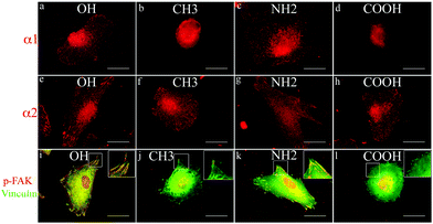 Integrin expression and signalling. Expression of α1 (a–d) and α2 (e–h) integrins by fibroblasts adhering to Col IV coated model surfaces for 2 h under serum free conditions. (i–l) Double staining for vinculin (green) and p-FAK (red) of fibroblasts seeded on different Col IV coated model surfaces (only merged images are presented) demonstrating the recruitment of signalling molecules in focal adhesion complexes. Bar – 20 μm.