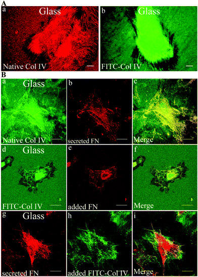 Remodelling of adsorbed Col IV – the role of fibronectin. (A) Fibroblast reorganization of adsorbed native (a) and FITC-labelled (b) Col IV after 5 h of culture, bar – 10 μm. (B) This panel represents the co-localization between remodelled native Col IV (a, d) and FN (b, e, g) in three different protocols. Fibroblasts were seeded for 5 h on Col IV coated glass and stained for: (b) endogenous FN fibrils; (e) FN is exogenously added and stained in the same way; (e) and (f) are the respective merged images with rearranged Col IV (a, d). On the lower panel the secreted endogenous FN (g) is viewed simultaneously with exogenously added FITC-Col IV (h) and on the right both images are merged (i). Bar – 20 μm.