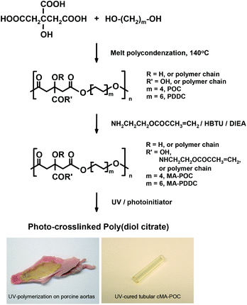Photo-crosslinked poly(diol citrate).