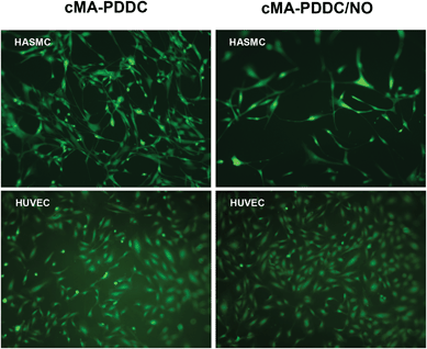 Viability and cytotoxicity of HASMCs (15 000 cells per well) and HUVECs (30 000 cells per well) on cMA-PDDC and cMA-PDDC/NO1.1 (24 h culture, 10× magnification).