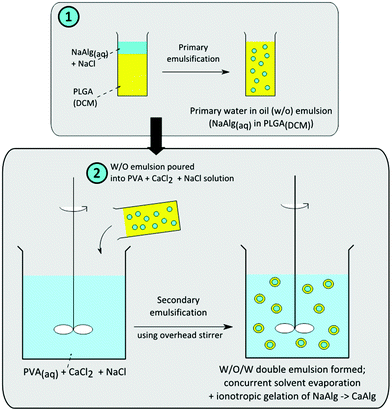 Schematic for the fabrication of alginate-polymer core–shell microparticles.