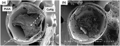 SEM image (a) of a cross-sectioned alginate–PLGA particle, and (b) the same microparticle subjected to trisodium citrate treatment (length denoted by scale bar is 100 μm).