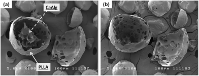 SEM image (a) of a cross-sectioned alginate–PLLA particle, and (b) the same microparticle subjected to trisodium citrate treatment (length denoted by scale bar is 100 μm).